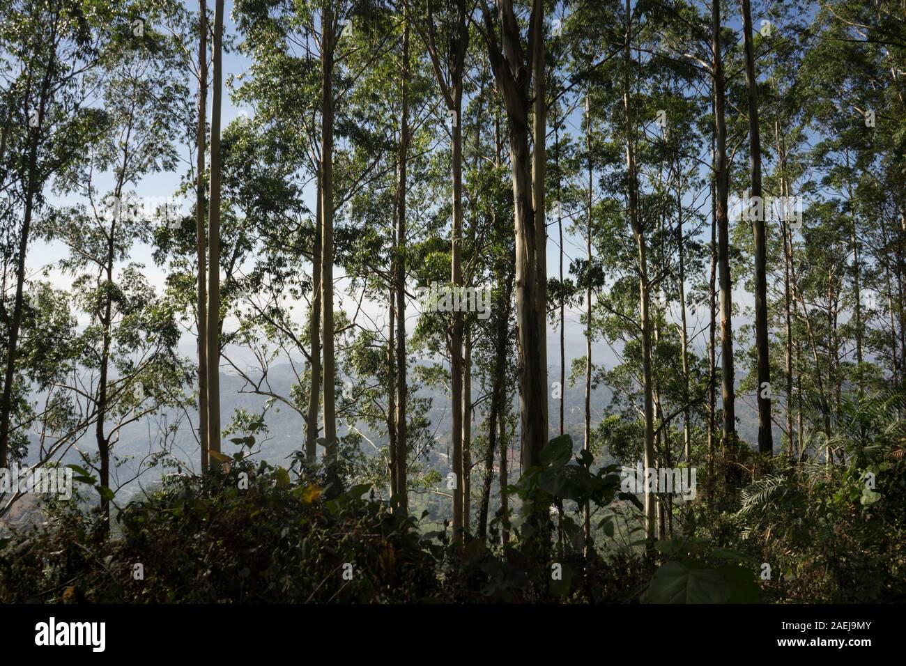 Wald, Munnar, Kerala, Indien Stockfoto