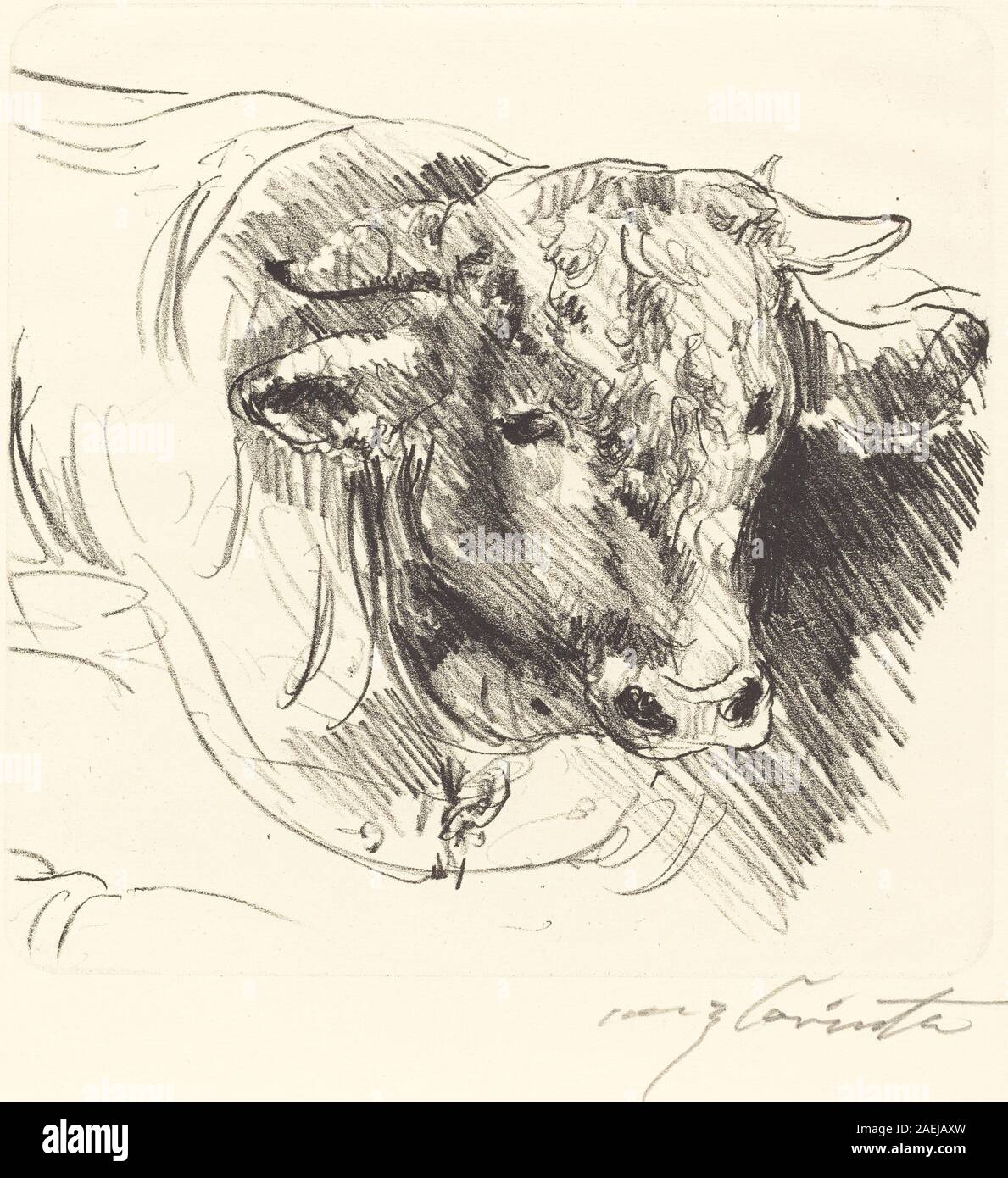 Lovis Corinth, Leiter einer Steer (Stierkopf), 1912 Kopf eines Steer (Stierkopf); 1912 Datum Stockfoto