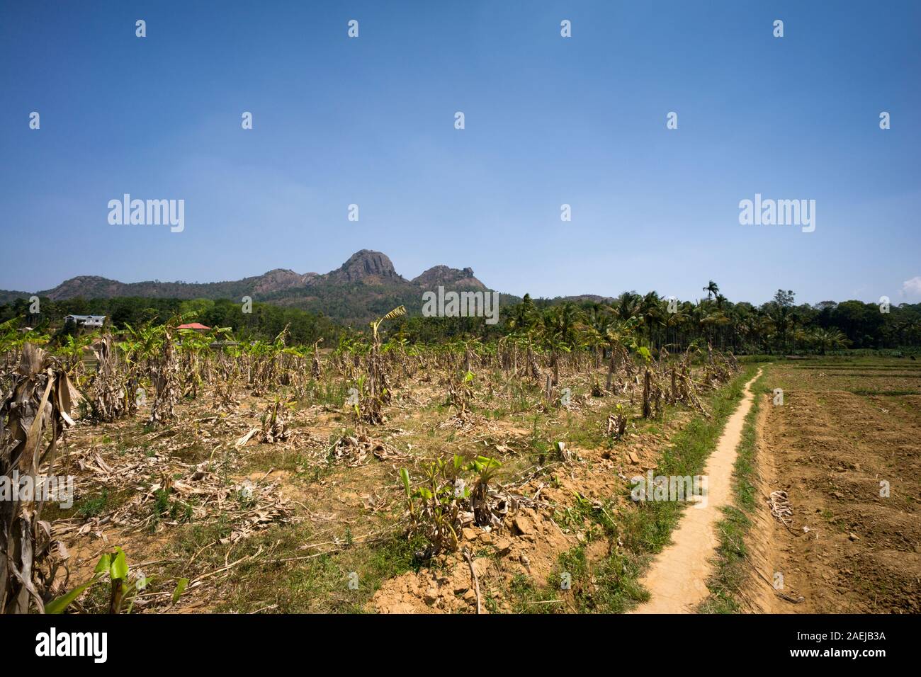 Feld in der Nähe von Mysuru, Indien Stockfoto