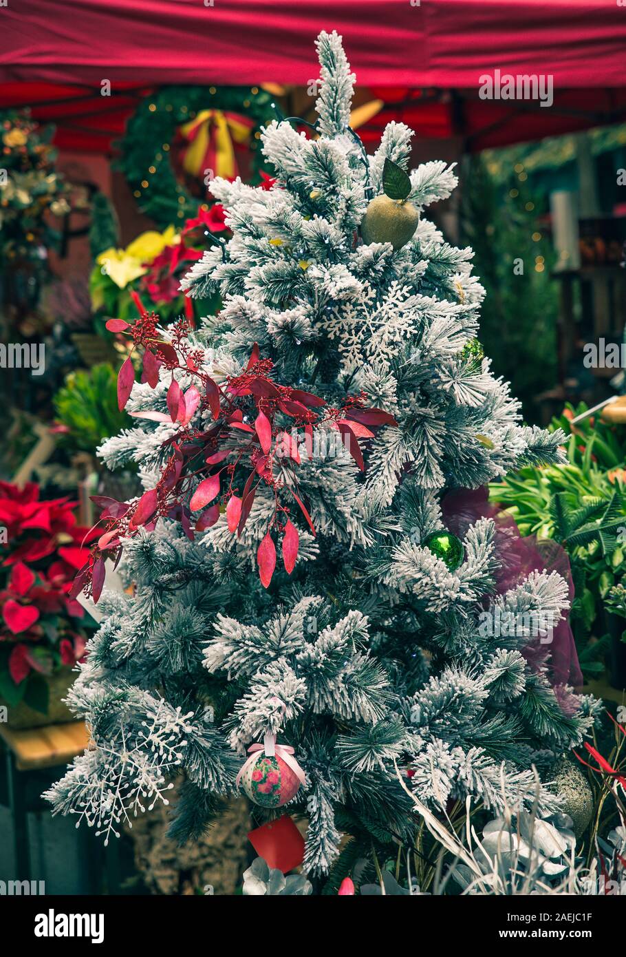 White Pine Tree mit bunten Blättern und Kugeln dekoriert Stockfoto