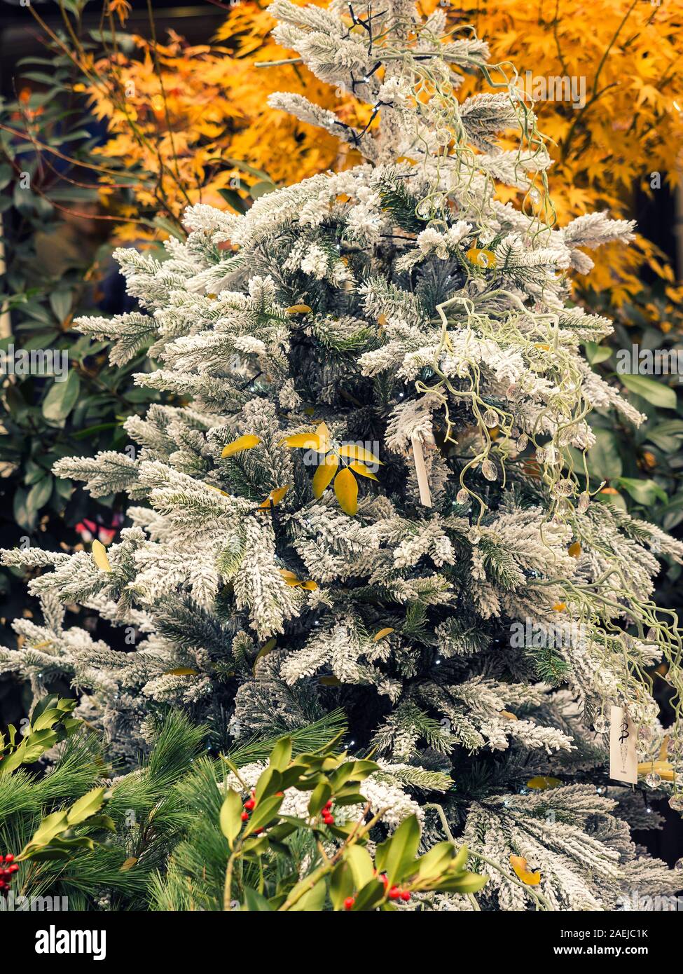 White Pine Tree mit bunten Blättern und Kugeln dekoriert Stockfoto
