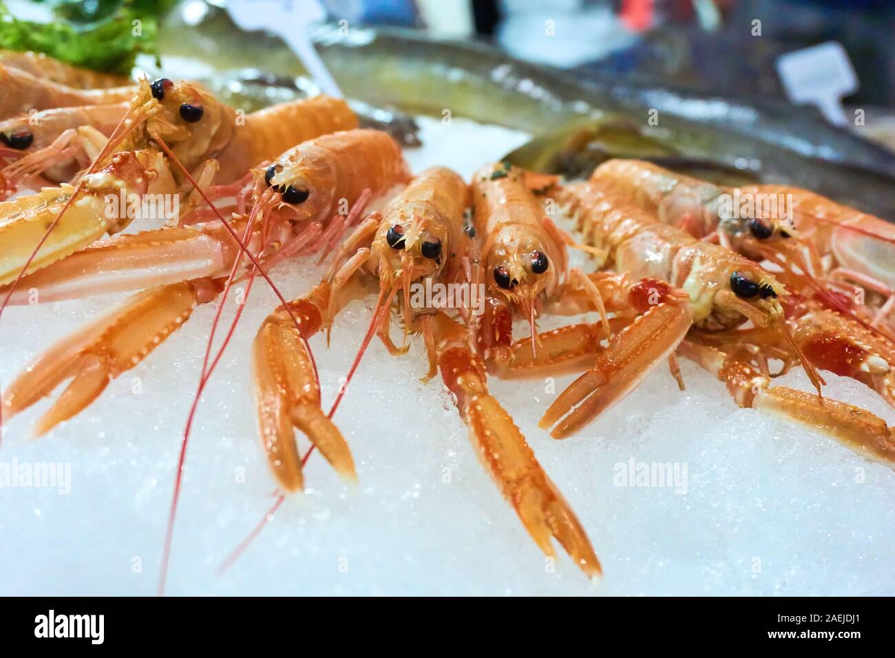 Close-up Nephrops norvegicus auch bekannt als Kaisergranat, Dublin Bay Garnelen, Scampi, langostino oder Scampi auf Eis. Stockfoto