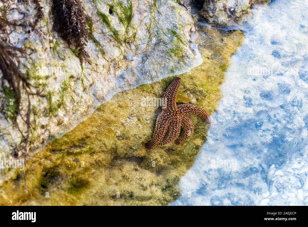 Nahaufnahme eines Seesterns auf einem Golf von Mexiko Strand Stockfoto