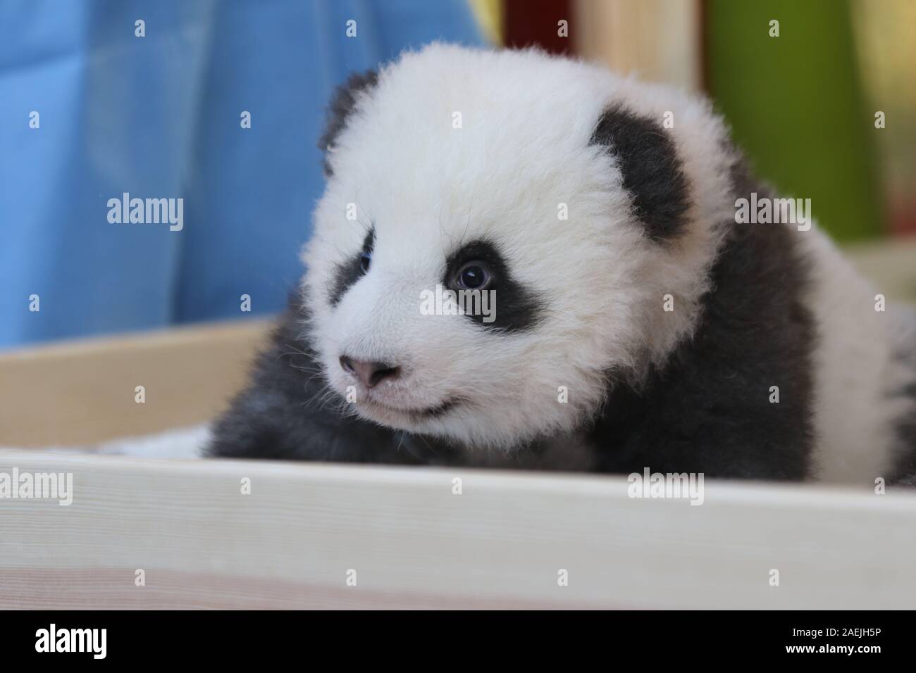 Deutschland, Berlin, 09.12.2019, den offiziellen Namen der zwei männliche Zwillinge sind Meng Xiang (ersehnten Traum) und Meng Yuan (zufrieden Traum) im Zoo Berlin. Nach der chinesischen Tradition, die Namen der Panda nachkommen wird anlässlich des 100. Tag des Lebens bekannt gegeben. Stockfoto