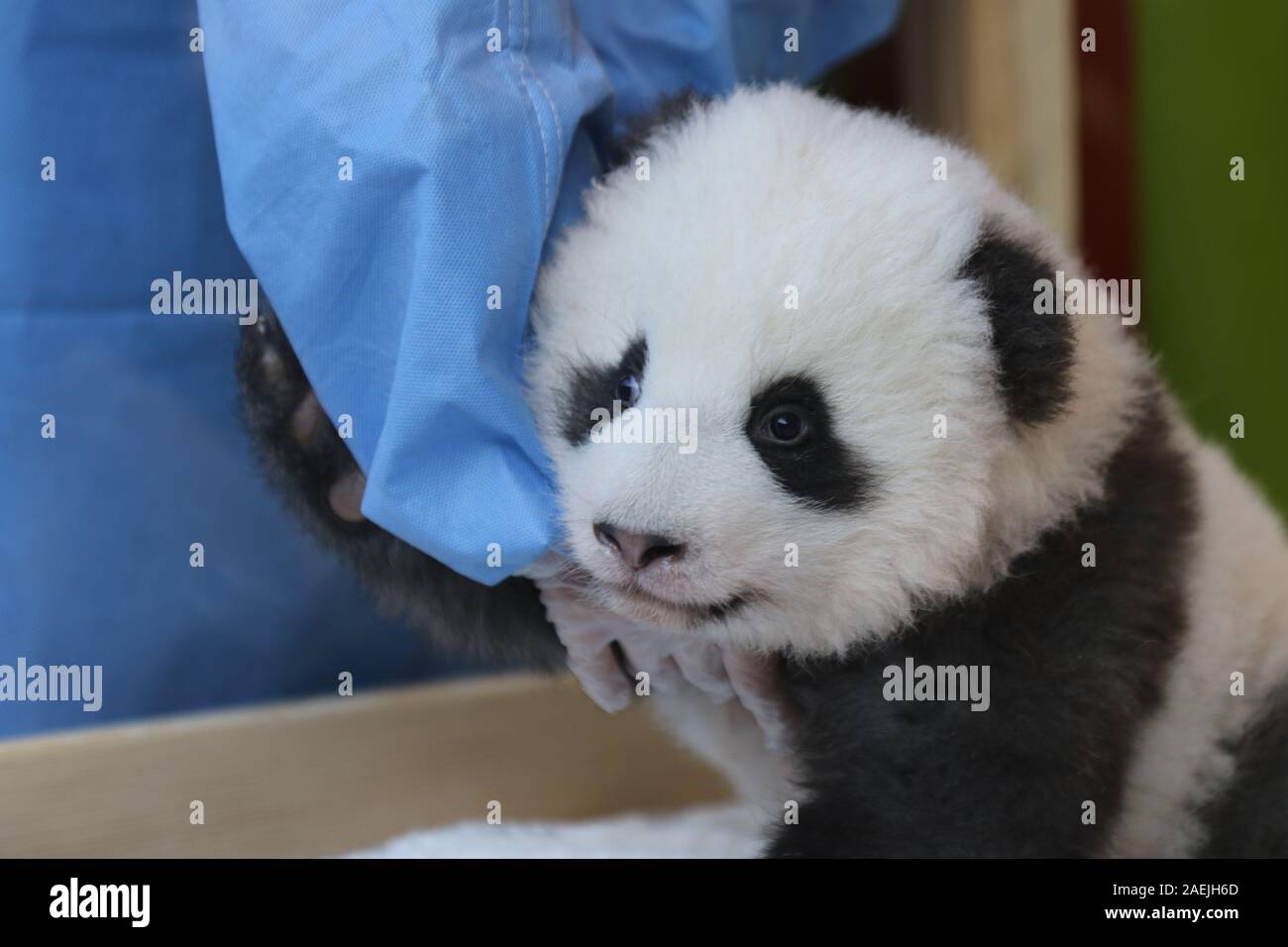 Deutschland, Berlin, 09.12.2019, den offiziellen Namen der zwei männliche Zwillinge sind Meng Xiang (ersehnten Traum) und Meng Yuan (zufrieden Traum) im Zoo Berlin. Nach der chinesischen Tradition, die Namen der Panda nachkommen wird anlässlich des 100. Tag des Lebens bekannt gegeben. Stockfoto