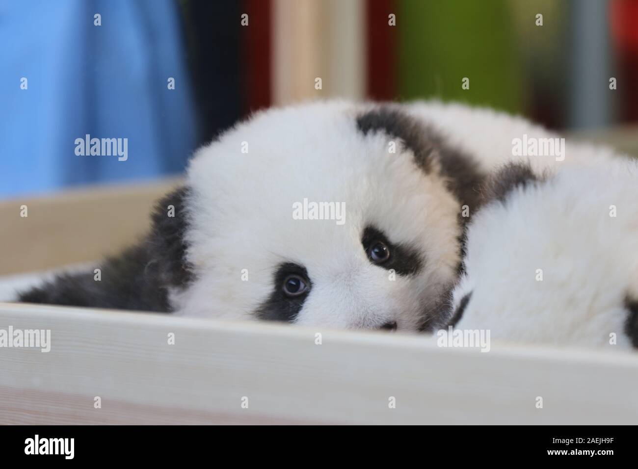 Deutschland, Berlin, 09.12.2019, den offiziellen Namen der zwei männliche Zwillinge sind Meng Xiang (ersehnten Traum) und Meng Yuan (zufrieden Traum) im Zoo Berlin. Nach der chinesischen Tradition, die Namen der Panda nachkommen wird anlässlich des 100. Tag des Lebens bekannt gegeben. Stockfoto