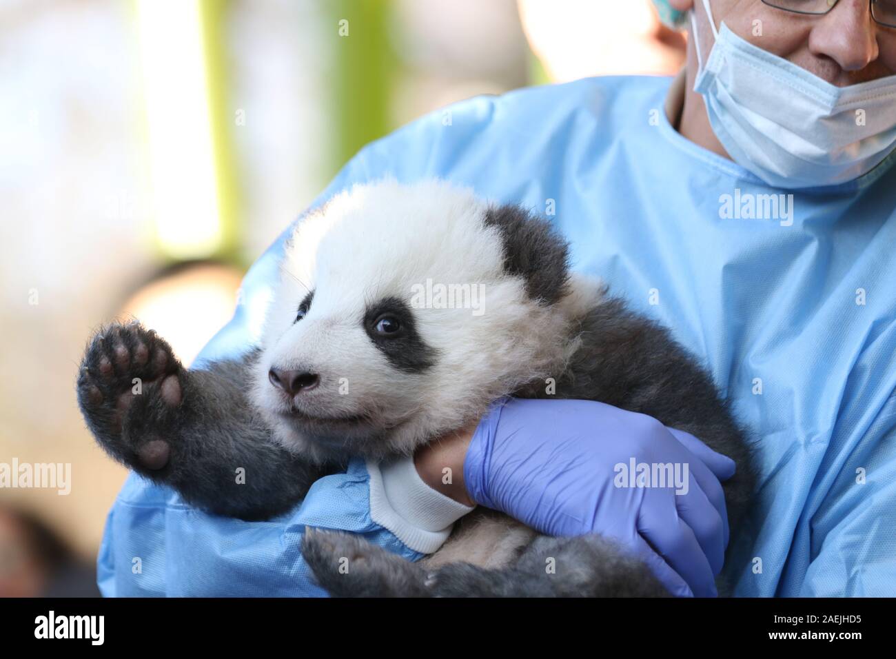 Deutschland, Berlin, 09.12.2019, den offiziellen Namen der zwei männliche Zwillinge sind Meng Xiang (ersehnten Traum) und Meng Yuan (zufrieden Traum) im Zoo Berlin. Nach der chinesischen Tradition, die Namen der Panda nachkommen wird anlässlich des 100. Tag des Lebens bekannt gegeben. Stockfoto