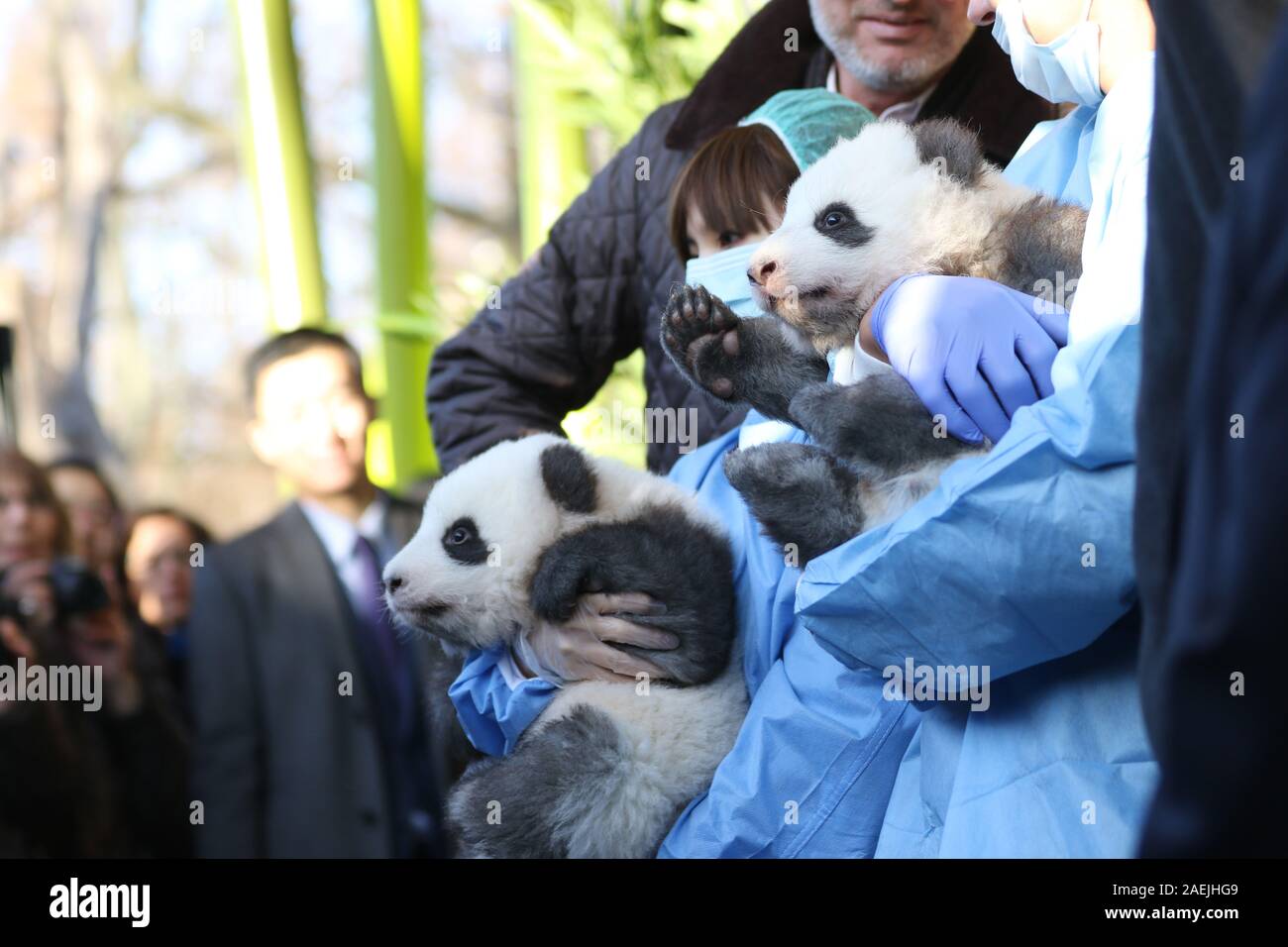 Deutschland, Berlin, 09.12.2019, den offiziellen Namen der zwei männliche Zwillinge sind Meng Xiang (ersehnten Traum) und Meng Yuan (zufrieden Traum) im Zoo Berlin. Nach der chinesischen Tradition, die Namen der Panda nachkommen wird anlässlich des 100. Tag des Lebens bekannt gegeben. Stockfoto