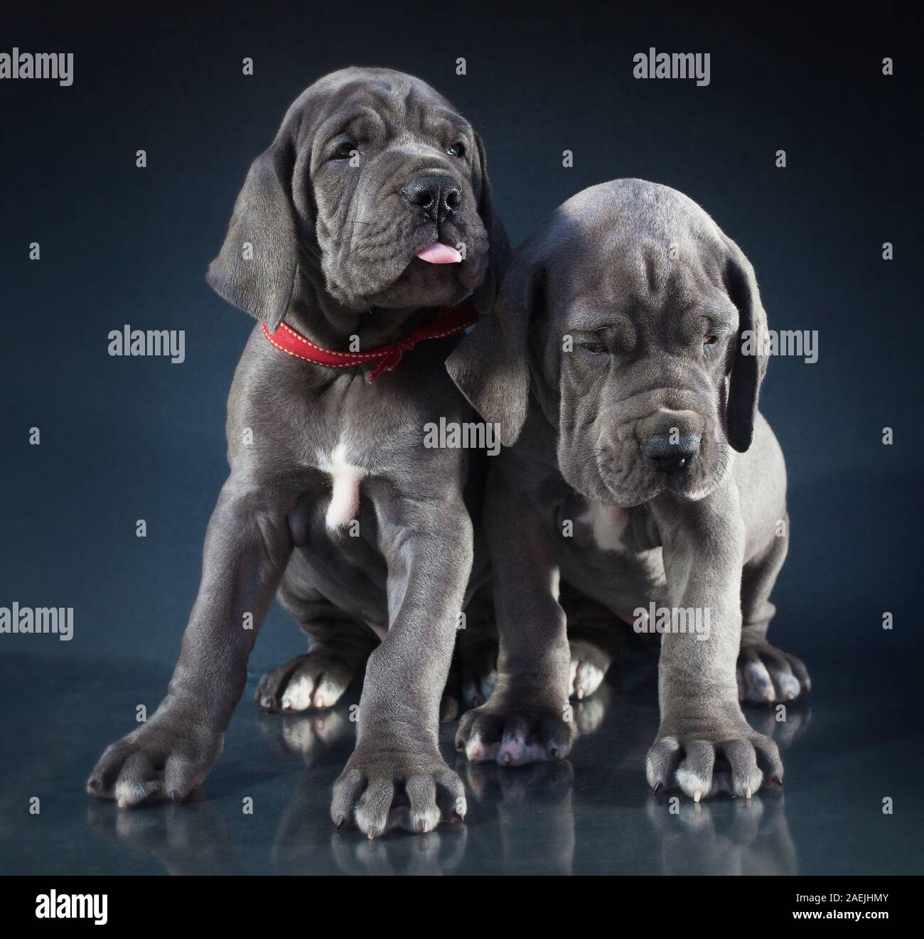 Reinrassige Dogge Welpen nicht glücklich über ihre Aufnahme Stockfoto