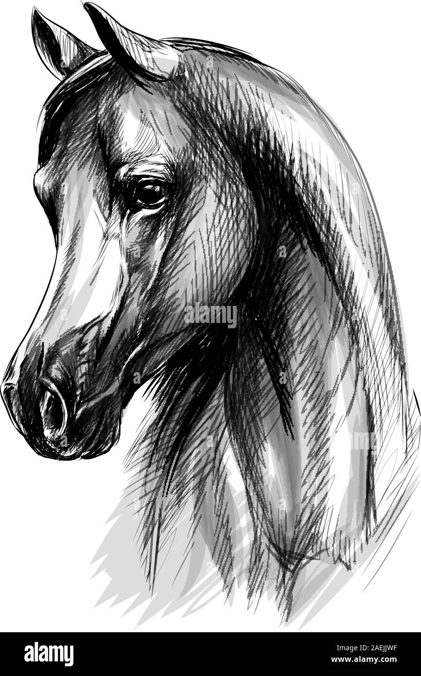 Pferd Kopf hoch auf einem weißen Hintergrund. Hand gezeichnete Skizze. Vector Illustration von Farben Stock Vektor