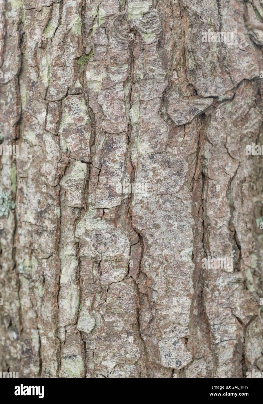 Rissige Baumrinde Textur des gemeinsamen Erle/Alnus glutinosa. Teile der Sumpf - Wohnung Wasser-liebenden Baum als Heilpflanze in pflanzliche Heilmittel verwendet Stockfoto