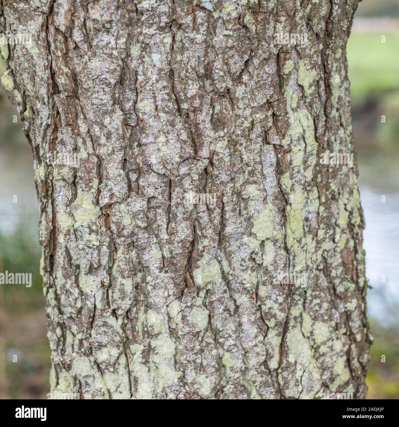 Rissige Baumrinde Textur des gemeinsamen Erle/Alnus glutinosa. Teile der Sumpf - Wohnung Wasser-liebenden Baum als Heilpflanze in pflanzliche Heilmittel verwendet Stockfoto