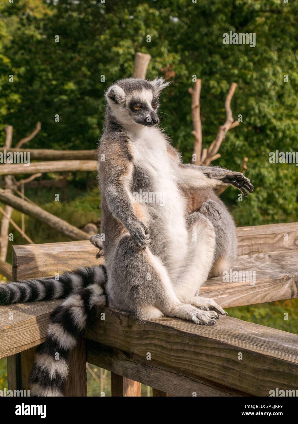 Ein Ring tailed Lemur saß aufrecht und Servelas auf einem Zaun am Apenheul in den Niederlanden. Stockfoto