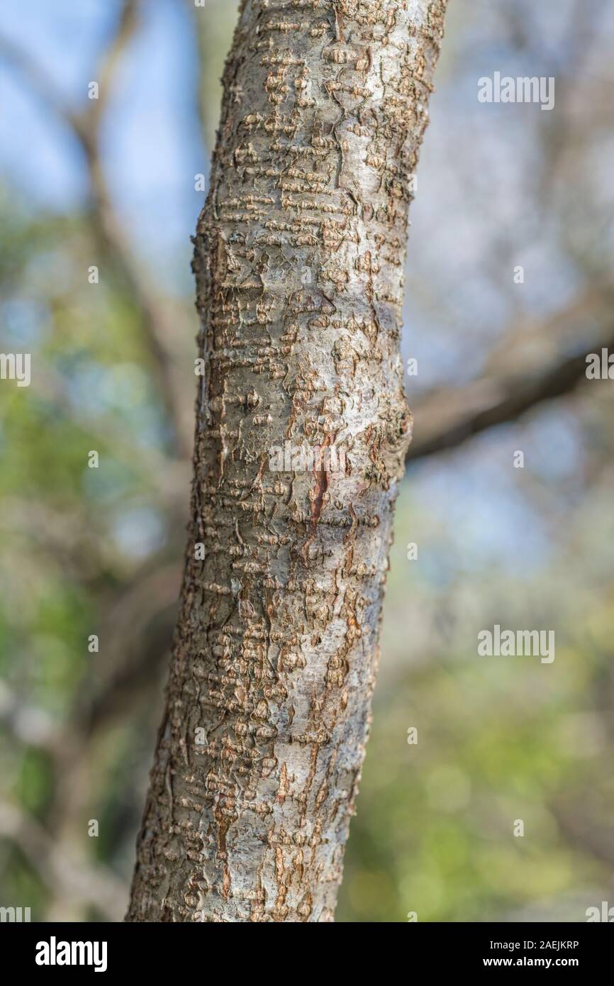 Rissige Baumrinde Textur des gemeinsamen Erle/Alnus glutinosa. Teile der Sumpf - Wohnung Wasser-liebenden Baum als Heilpflanze in pflanzliche Heilmittel verwendet Stockfoto