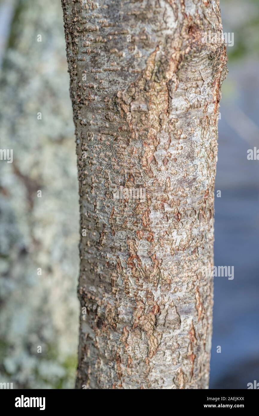 Rissige Baumrinde Textur des gemeinsamen Erle/Alnus glutinosa. Teile der Sumpf - Wohnung Wasser-liebenden Baum als Heilpflanze in pflanzliche Heilmittel verwendet Stockfoto