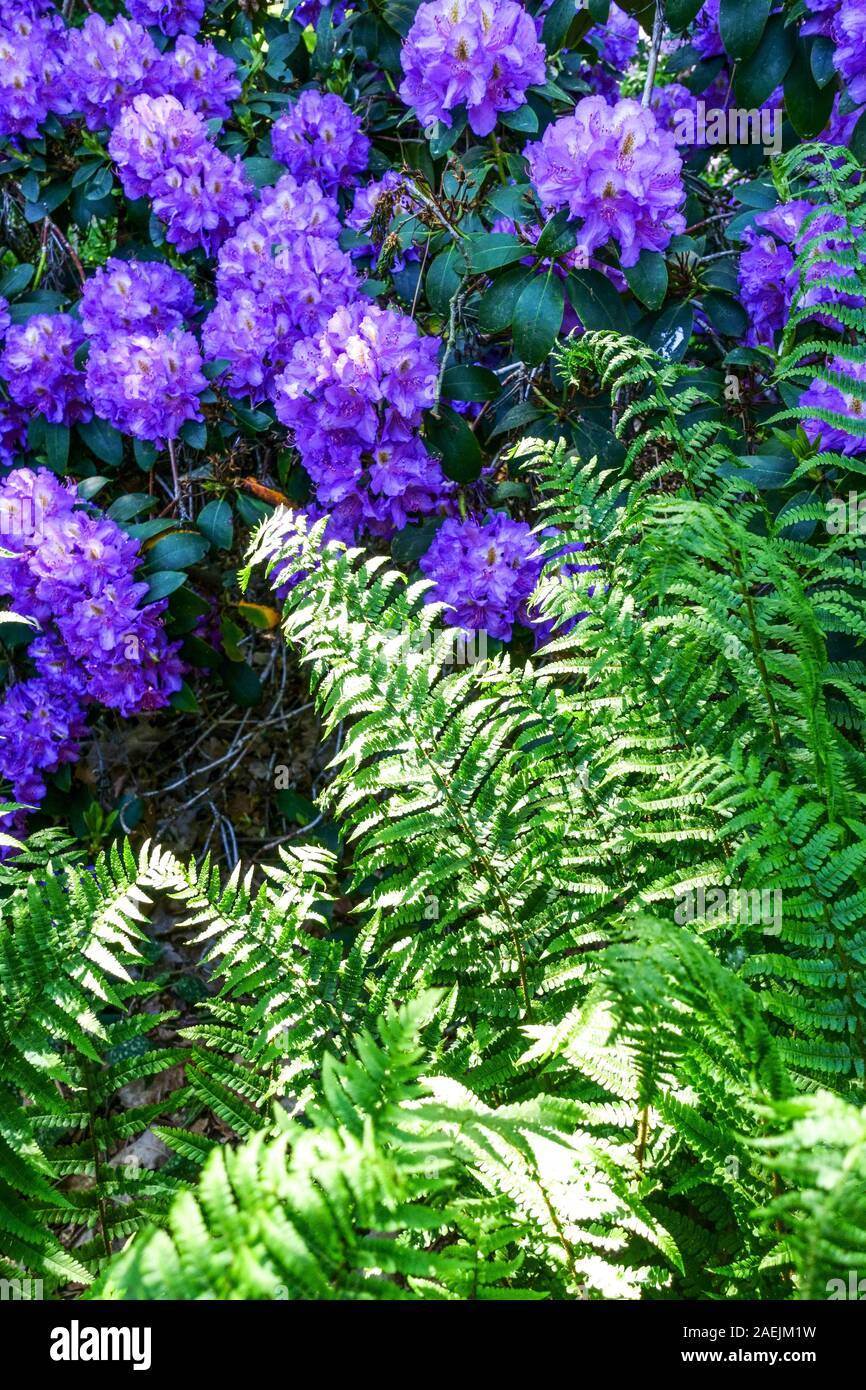 Blau Rhododendron fern Stockfoto