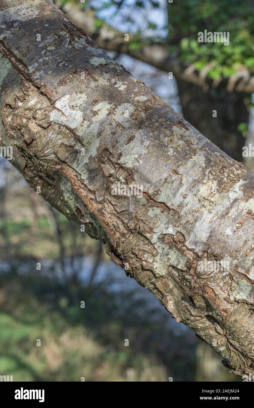 Rissige Baumrinde Textur des gemeinsamen Erle/Alnus glutinosa. Teile der Sumpf - Wohnung Wasser-liebenden Baum als Heilpflanze in pflanzliche Heilmittel verwendet Stockfoto