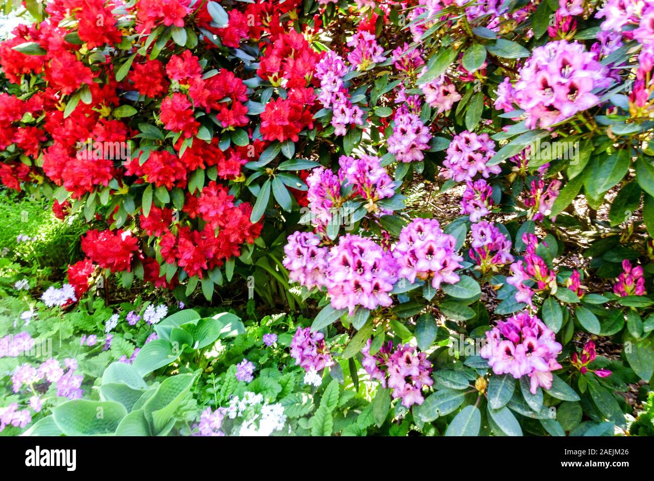Bunte Rododendrons blühende Sträucher rosa rot Stockfoto