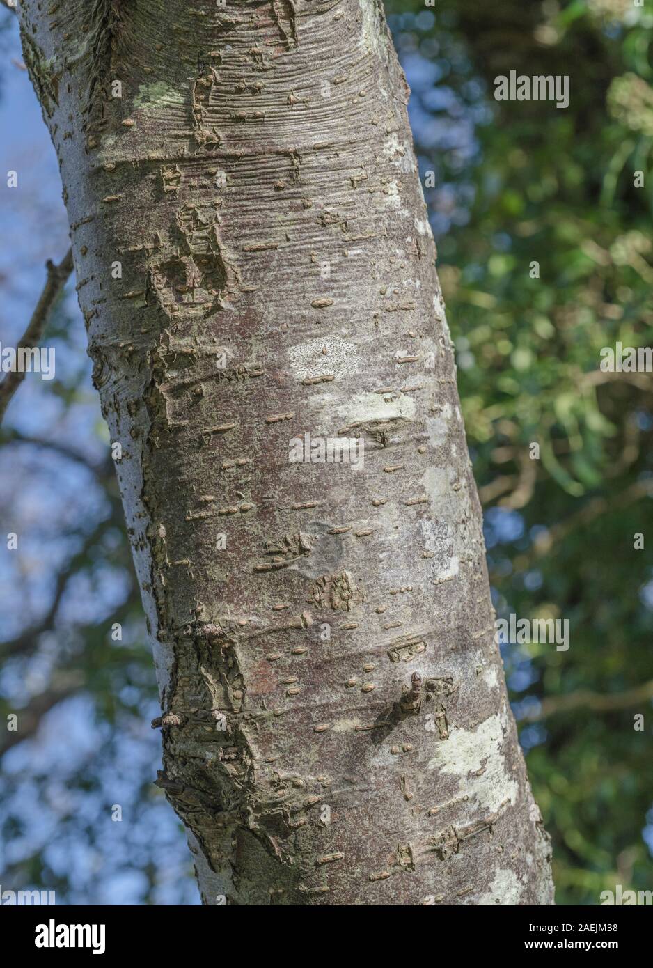 Rissige Baumrinde Textur des gemeinsamen Erle/Alnus glutinosa. Teile der Sumpf - Wohnung Wasser-liebenden Baum als Heilpflanze in pflanzliche Heilmittel verwendet Stockfoto