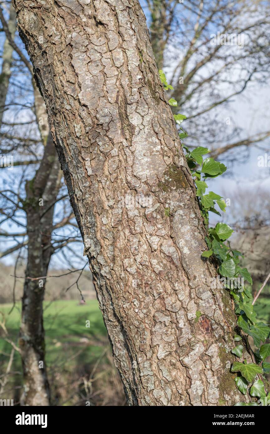 Rissige Baumrinde Textur des gemeinsamen Erle/Alnus glutinosa. Teile der Sumpf - Wohnung Wasser-liebenden Baum als Heilpflanze in pflanzliche Heilmittel verwendet Stockfoto