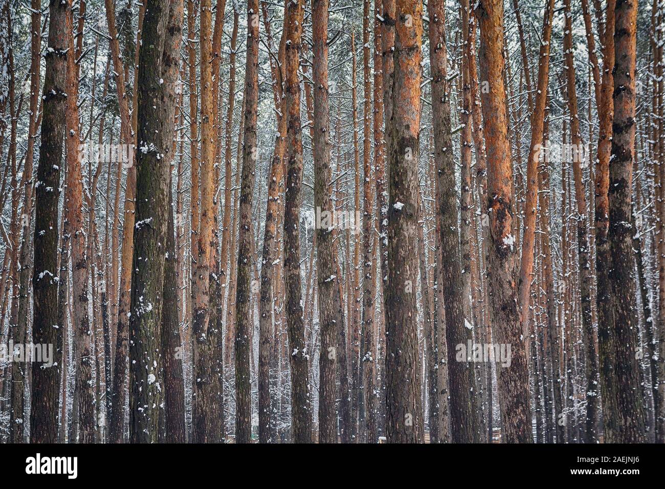 Textur von Pine trunks Winter Forest. Natur Stockfoto