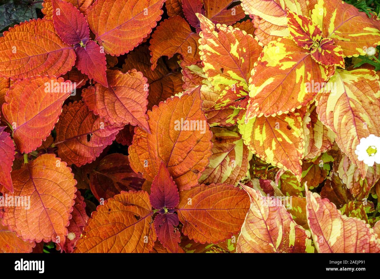 Orange Coleus scutellarioides 'Freckles' Anlage, schöne dekorative geglüht Blätter Stockfoto