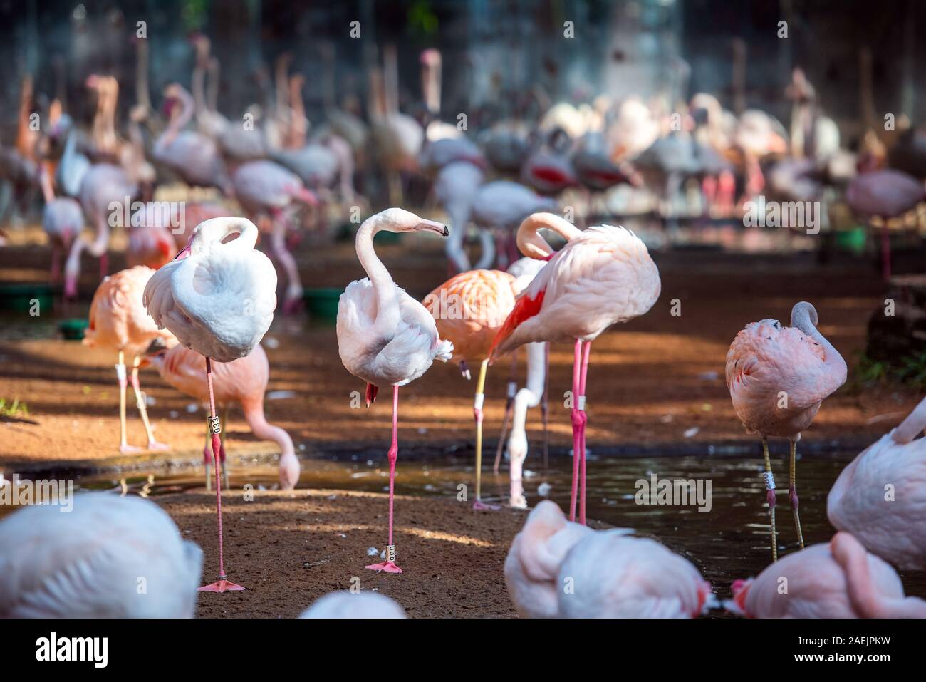 Gruppe von rosa Flamingos, Brasilien Foz do Iguazu. Mit selektiven Fokus Stockfoto