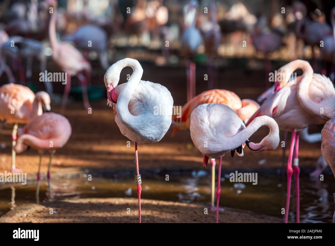 Gruppe von rosa Flamingos, Brasilien Foz do Iguazu. Mit selektiven Fokus Stockfoto