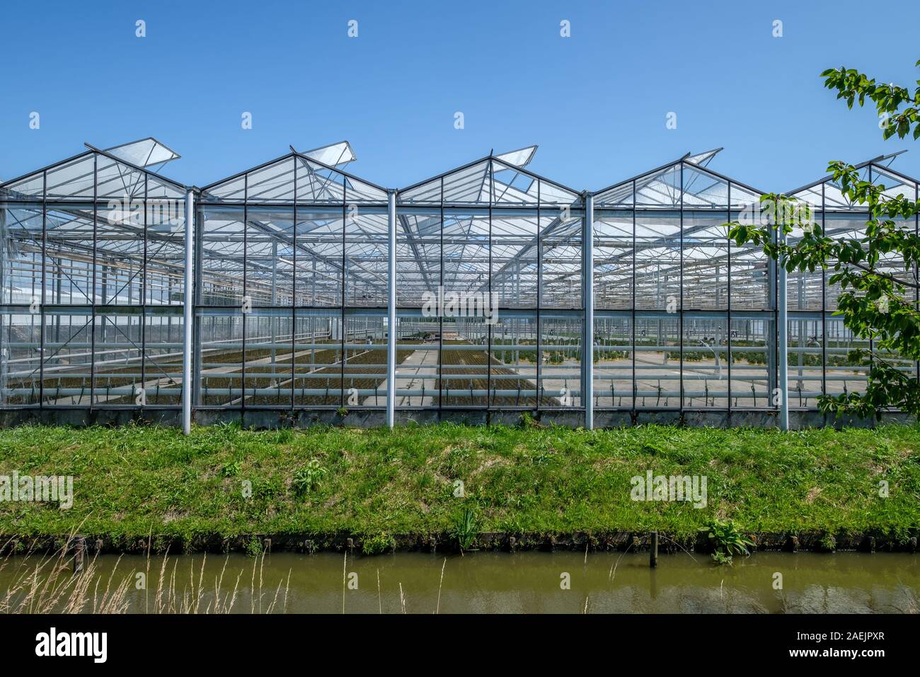 Kommerzielle Glas Gewächshaus in Westland, Niederlande. Westland ist eine Region im westlichen Teil des Landes. High-tech-Produktion für Stockfoto