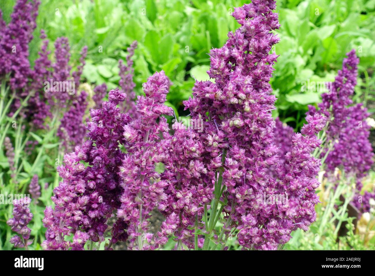 Salvia nemorosa „Pusztaflamme“ Blumen blüht blüht in der Blüte Stockfoto