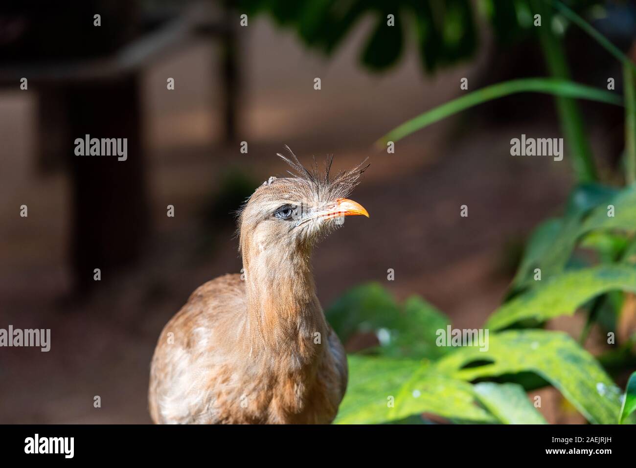 Red-legged seriema Blick in die Kamera, Brasilien Foz do Iguazu. Mit selektiven Fokus Stockfoto