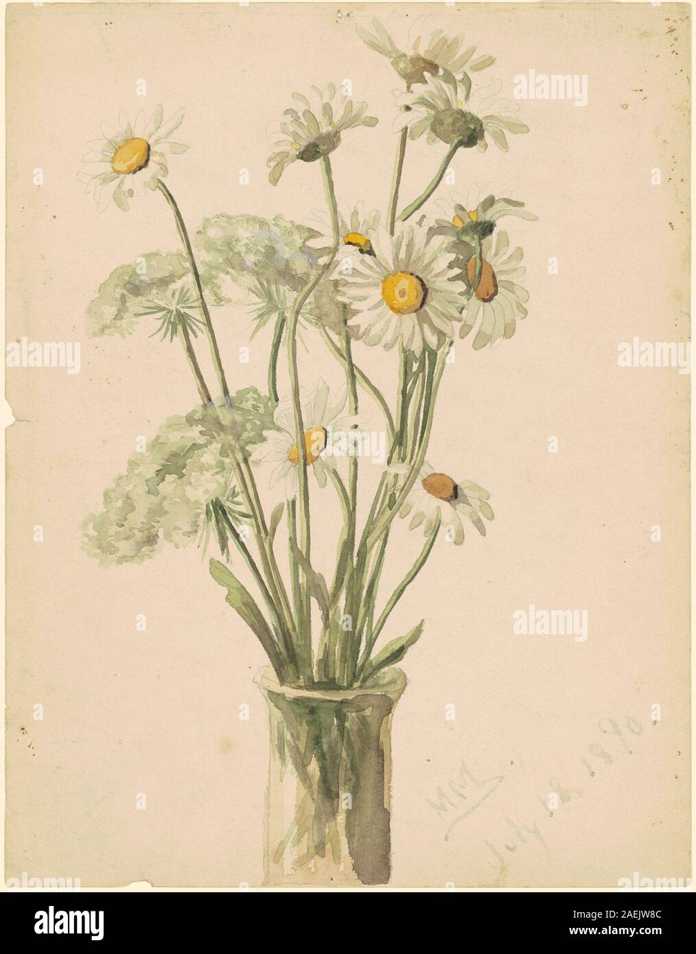 Ein botanisches Aquarell von Marietta Minnigerode Andrews aus dem Jahr 1890, das Gänseblümchen und Königin Anns Spitze zeigt, mit Blumenarrangements, Blättern, Stielen, Blüten, und die amerikanische Aquarelltechnik des 19. Jahrhunderts. Stockfoto