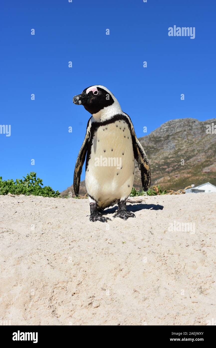 Pinguine am Strand Stockfoto
