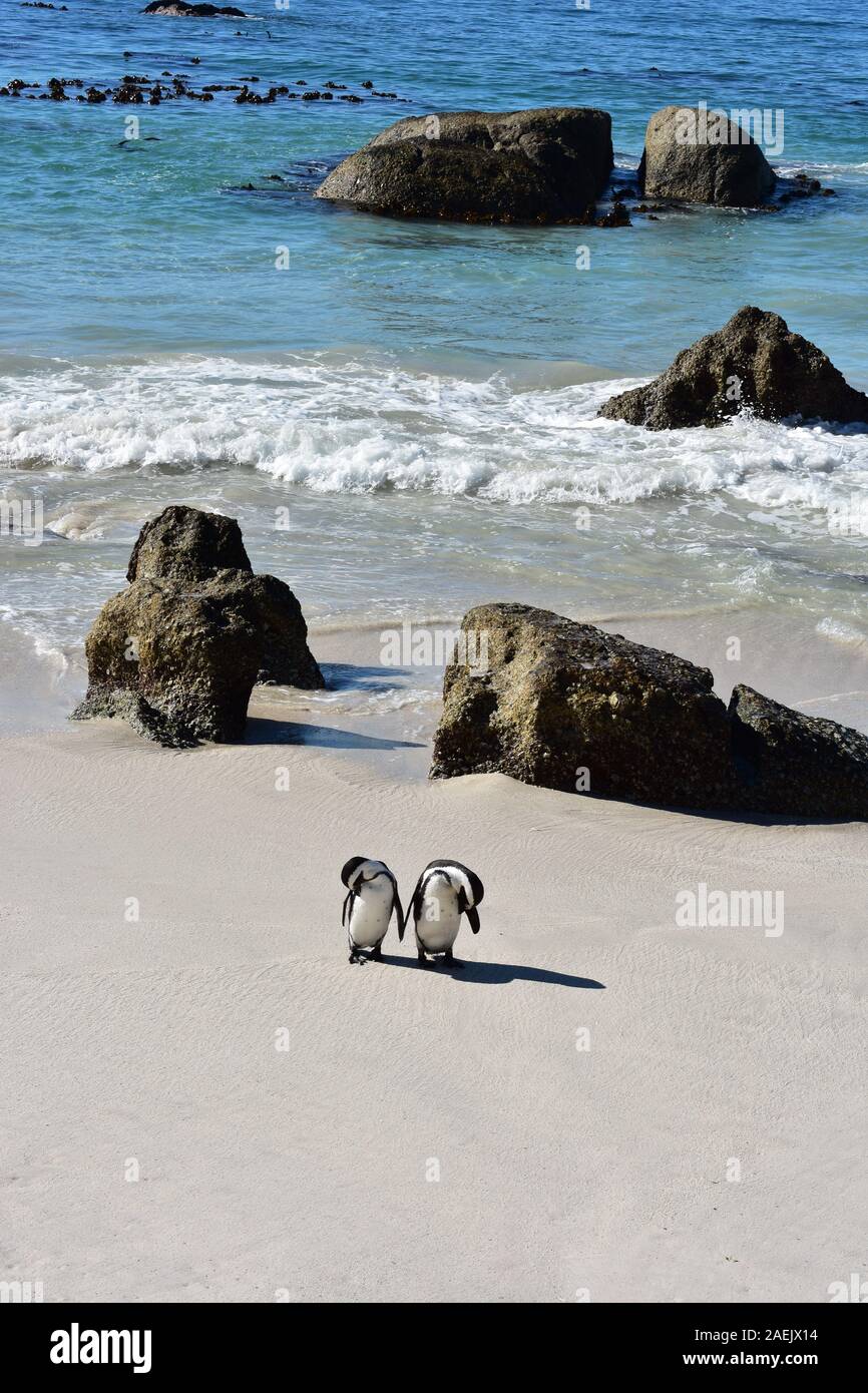 Liebe Pinguine Stockfoto