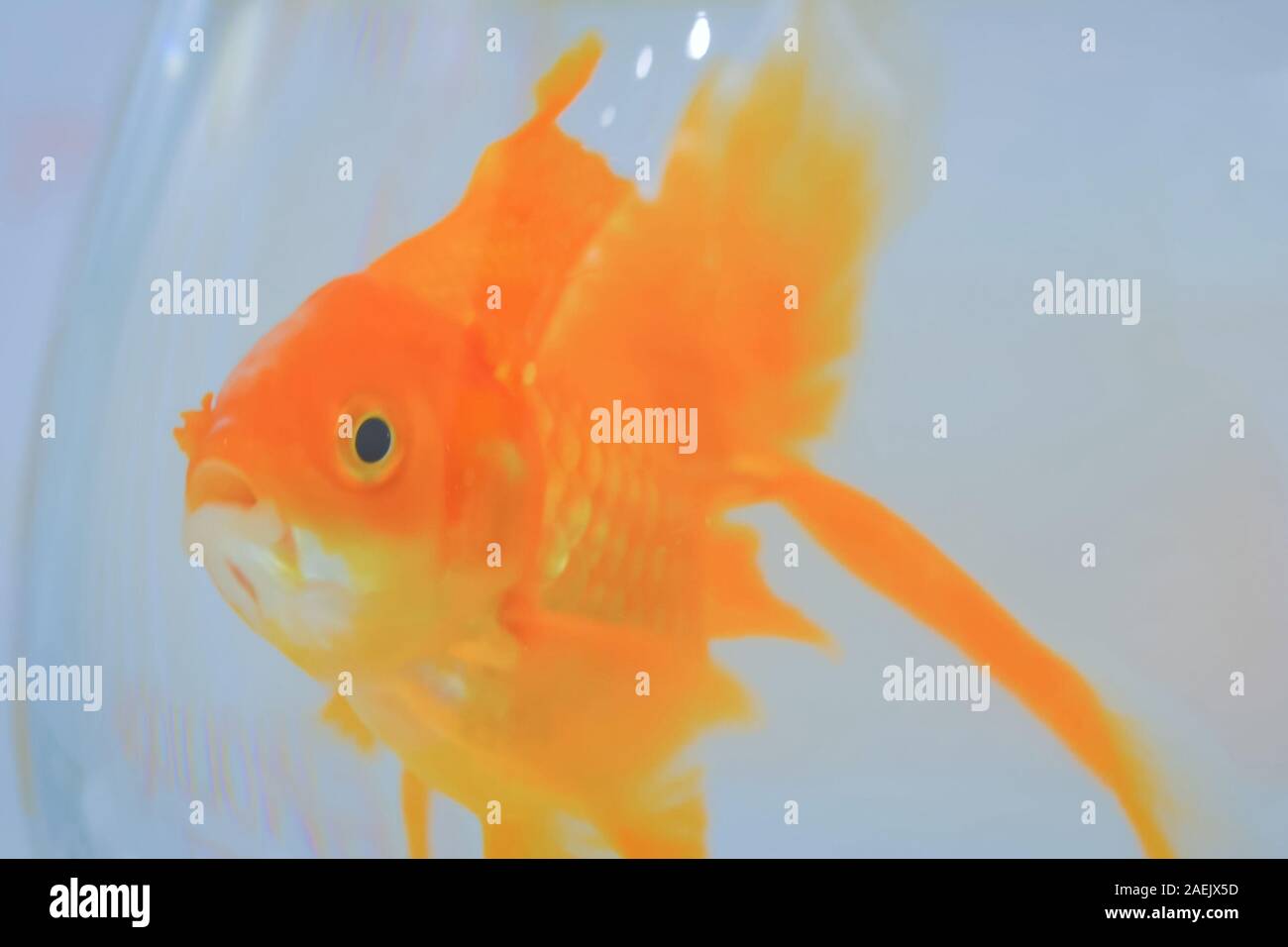 Goldfisch um in der Schüssel Stockfoto