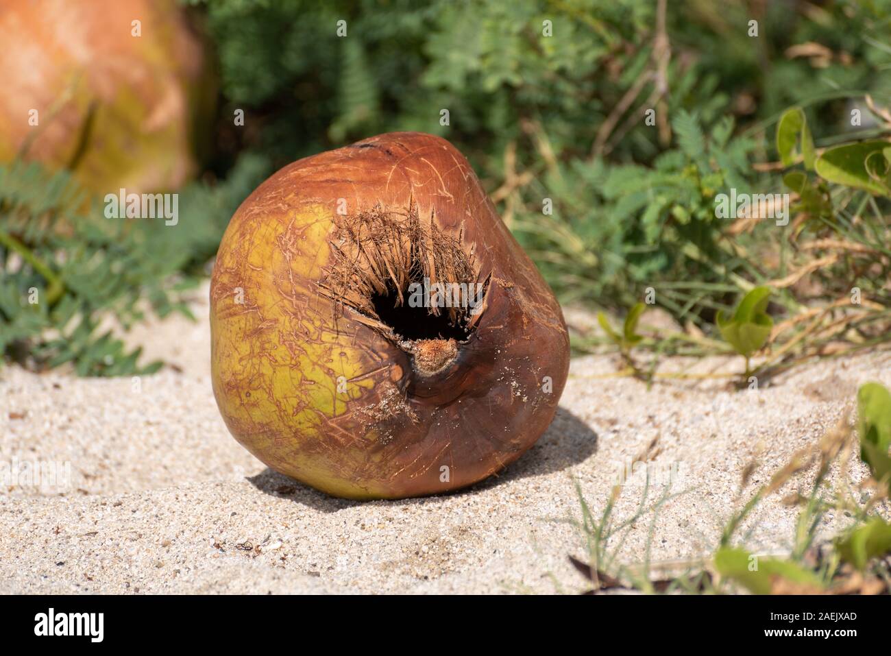 Ein Benutzt und weggeworfen werden einzelne coconut Shell am Strand liegen. Stockfoto