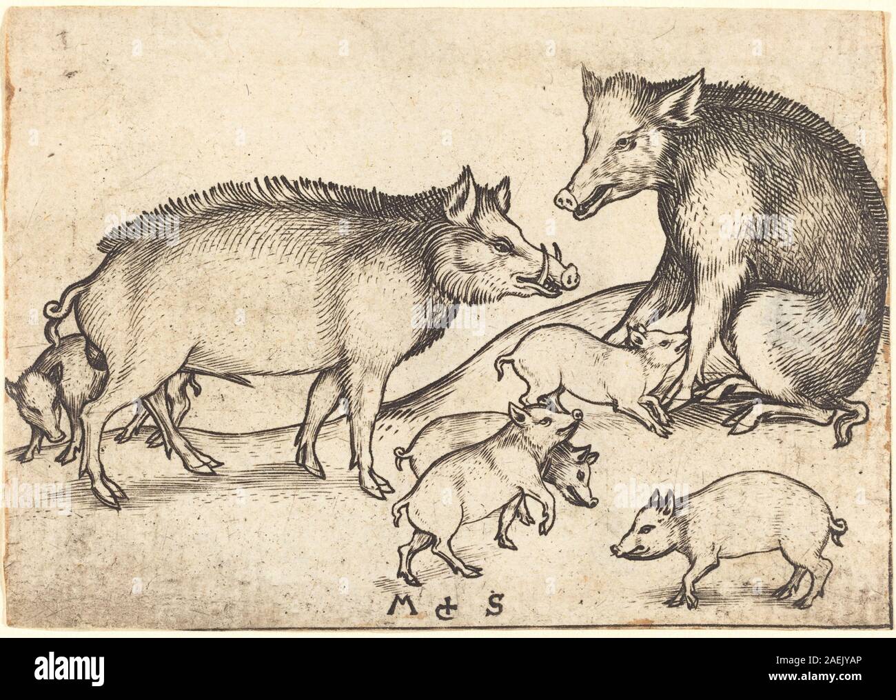 Gravur 'Familie der Schweine' von Martin Schongauer um 1480–1490, die mehrere Schweine in naturalistischen Posen, Felltextur, Komposition und landwirtschaftlichem Kontext des späten 15. Jahrhunderts zeigt. Stockfoto