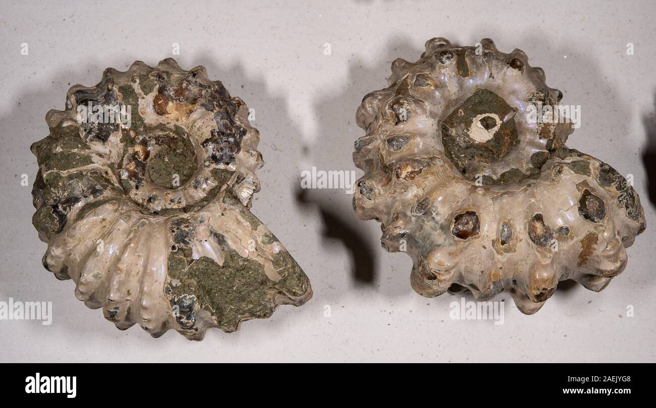 Ammonit Tintenfischfänger, Dowilliceras sp., Madagaskar, Afrika. Untere Cretaceus Stockfoto