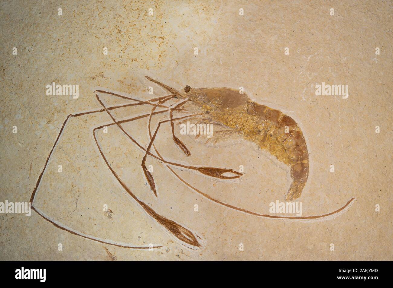 Fossile Krabben, Solnhofener, Krebstiere, Deutschland Stockfoto