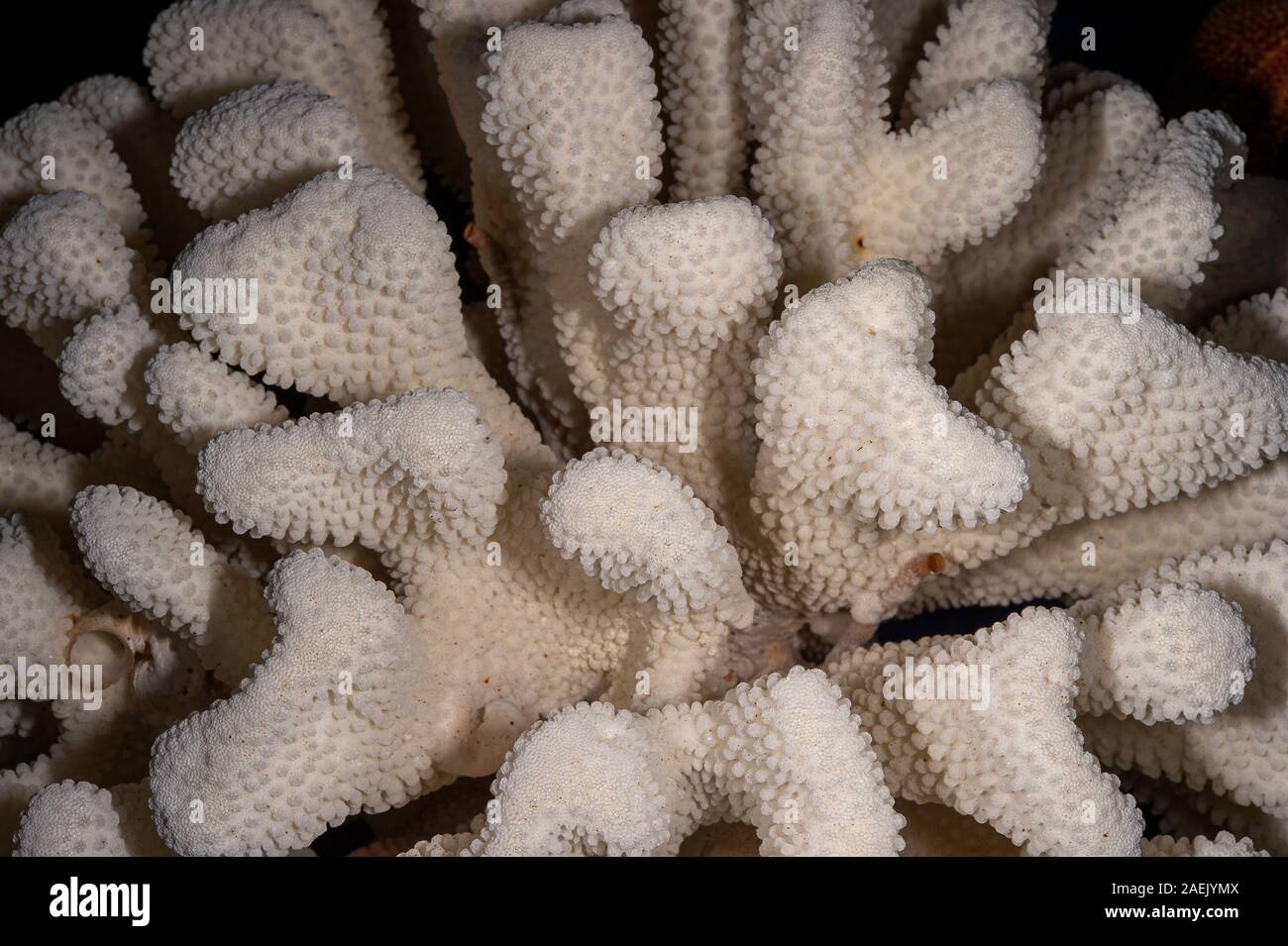 Skelett von Hartkorallen, Pocillopora eydouxi, harte Korallen Stockfoto