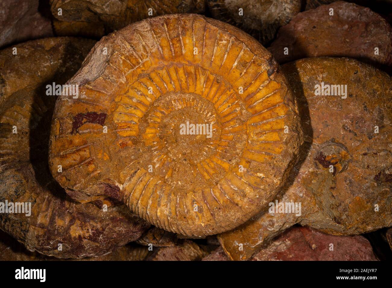 Ammonit Tintenfischfänger, Perisphinctes sp., mittleren bis späten Jura Stockfoto