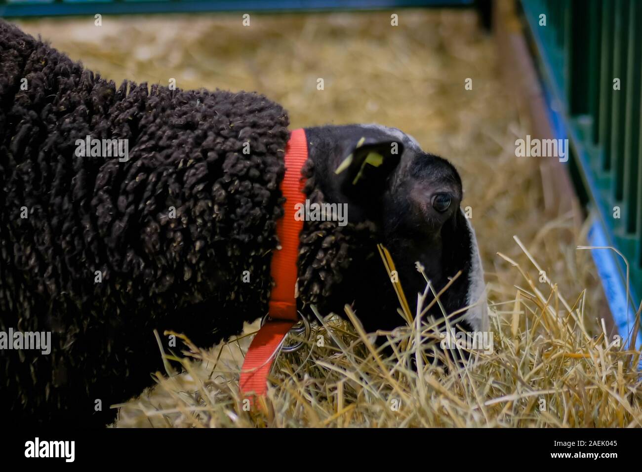 Schwarz Flauschige Schafe fressen Heu an landwirtschaftlichen Tier Ausstellung - in der Nähe Stockfoto