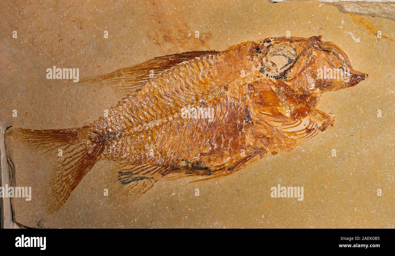 Fossile Fische, Lissoberyx dayi, Libanon, Kreidezeit Stockfoto
