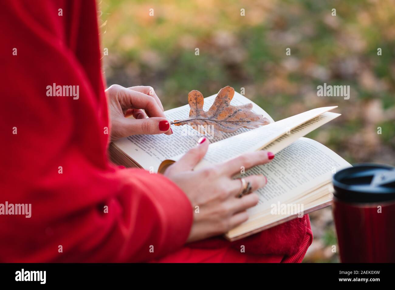 Elegante Hündin rot Outfit sitzen im Herbst Parkbank, offenes Buch aus Papier auf den Knien. Lesezeichen in Form eines Eichenlaub. Stockfoto