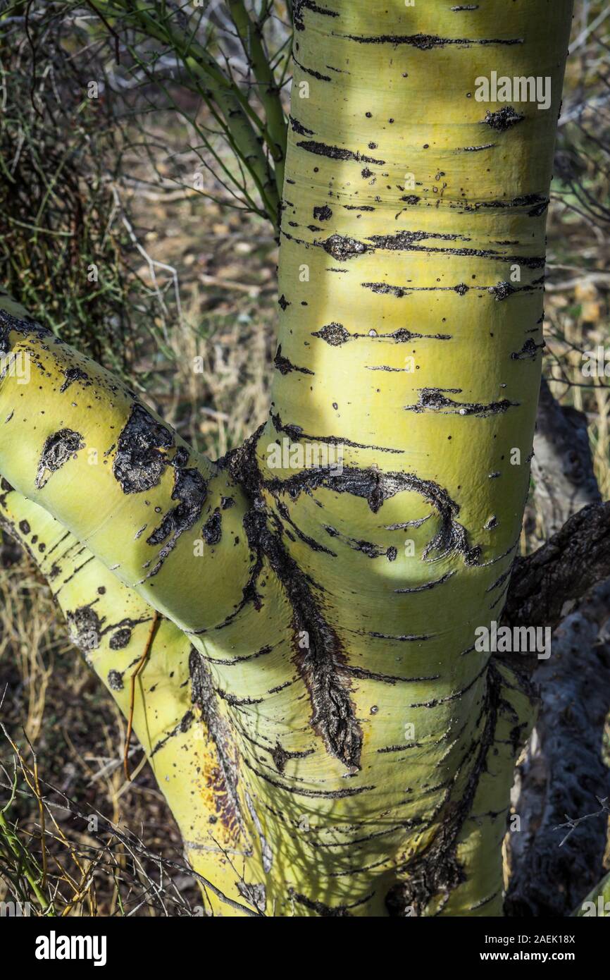 Der Stamm eines Palo Verde Baum. Ich liebe die Farbe und die Texturen dieser Bäume. Es macht mich eines grünen Aspen Tree denken. Stockfoto