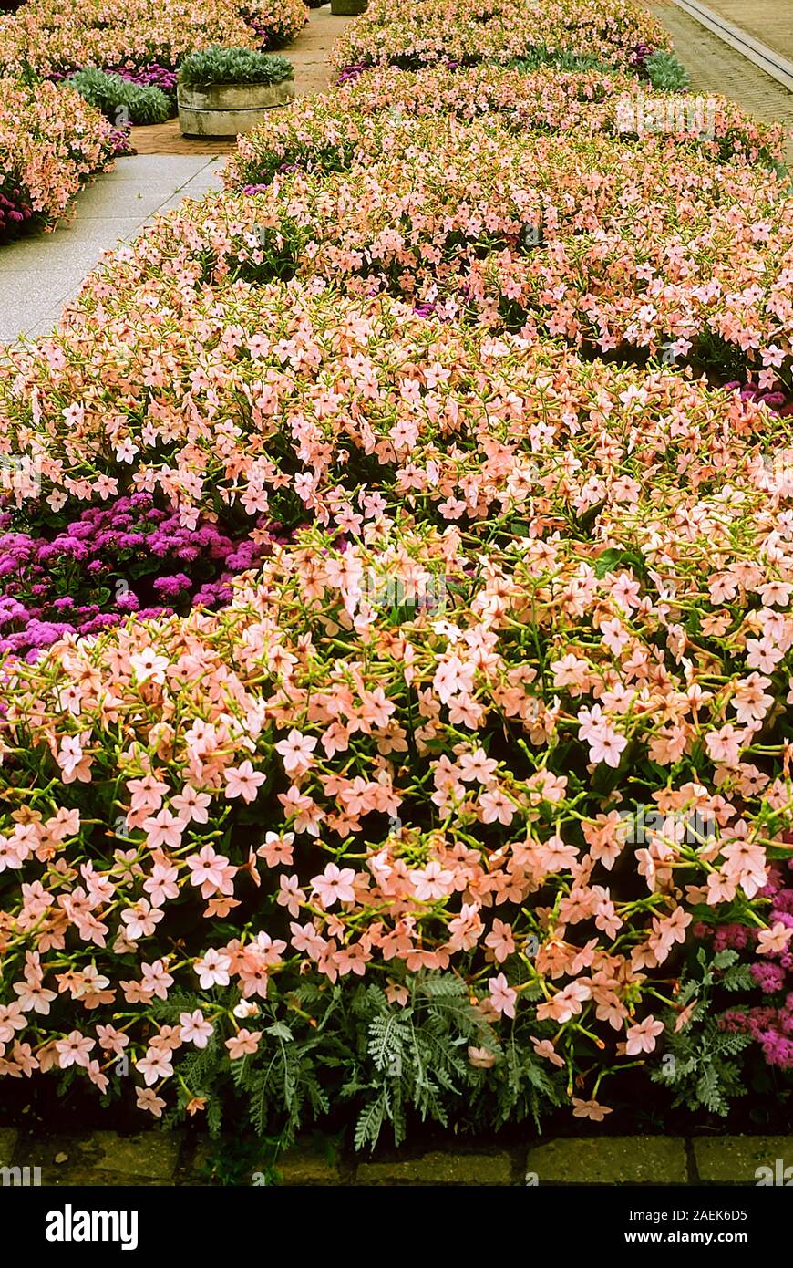 Nicotiana Lachs (Tabak) und lila Aeschynanthus (Floss Blume) in einem großen Blumenbeet. Sommer blühenden Einjährigen Pflanzen, die für Betten Display ideal sind. Stockfoto