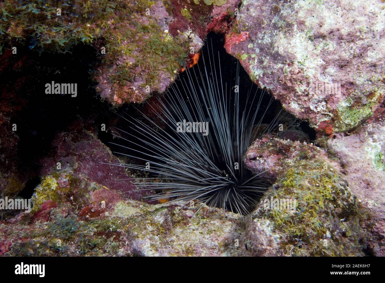 Seeigel, Florida Keys National Marine Sanctuary Stockfoto