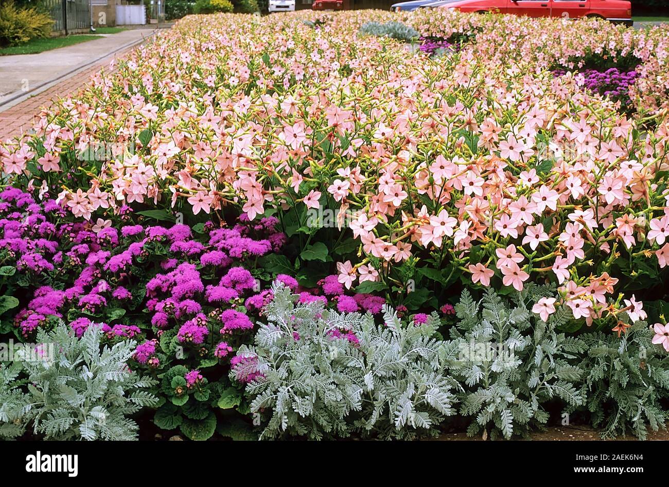 Nicotiana Lachs (Tabak) und lila Aeschynanthus (Floss Blume) in einem großen Blumenbeet. Sommer blühenden Einjährigen Pflanzen, die für Betten Display ideal sind Stockfoto