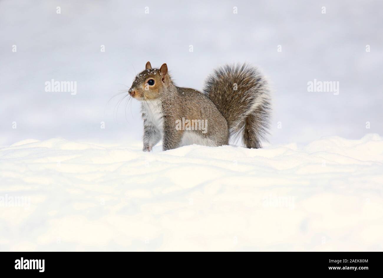 Östlichen grauen Eichhörnchen an einem Wintertag auf der Suche nach Essen im Schnee Stockfoto