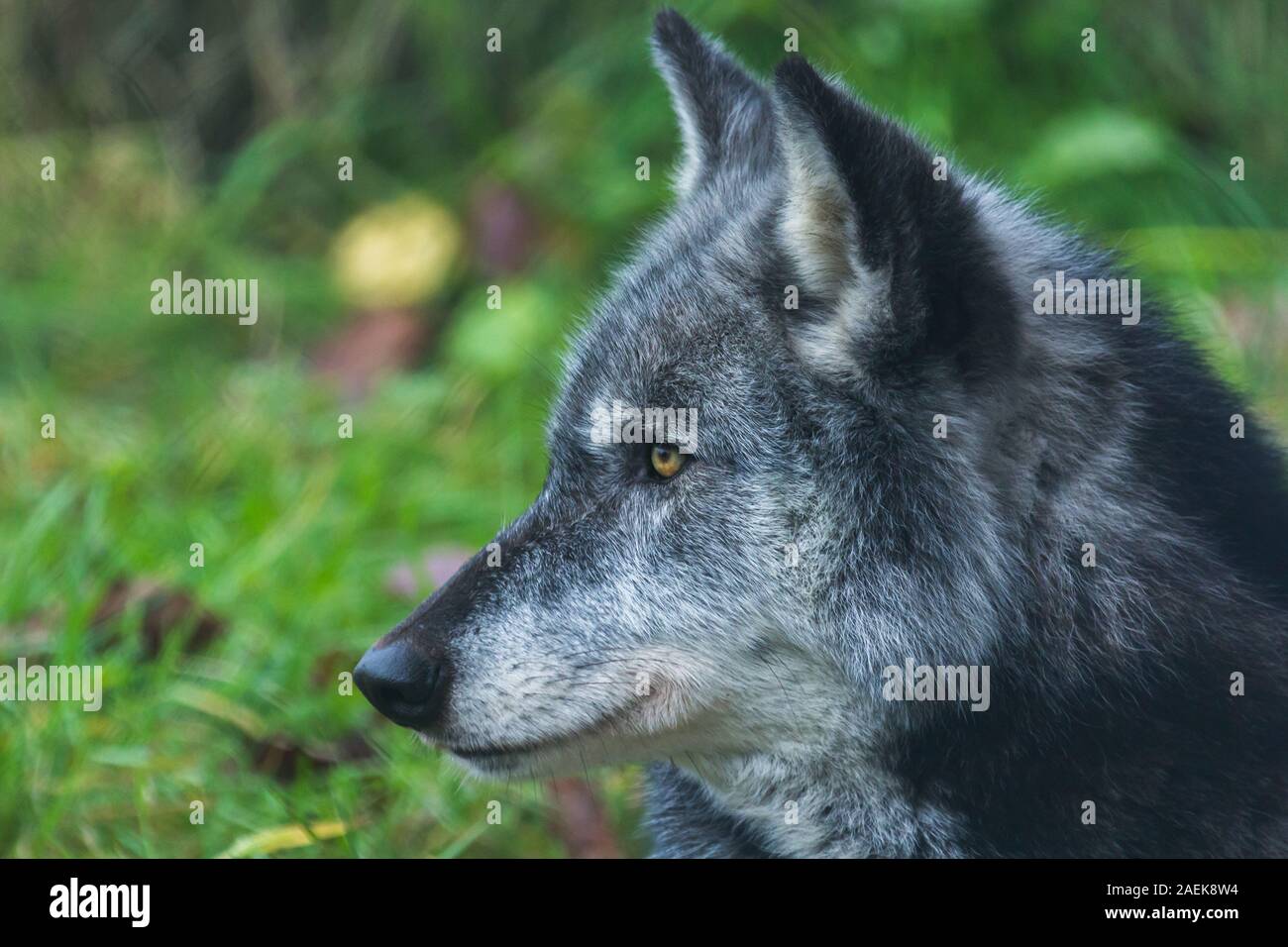Grauer Gefangener Nordwestwolf (Canis Lupus Occidentalis) auch bekannt als Holzwolf im UK Wolf Conservation Trust in Beenham, Berkshire. Stockfoto